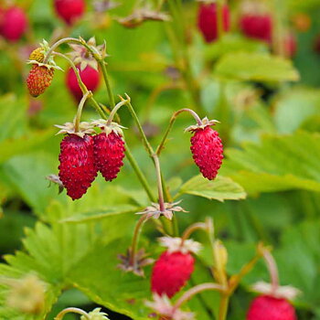 Fragaria vesca var. semperflorens Rugen  I  Svenskt namn  :Månadssmultron  I  Krukstorlek   : 11c  I  Förväntad Höjd  :  20 cm  I  Blomningstid :  juni-sept