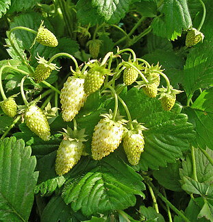 Fragaria vesca var. semperflorens White Delight  I  Svenskt namn  :Månadssmultron  I  Krukstorlek   : 11c  I  Förväntad Höjd  :  20 cm  I  Blomningstid :  juni-sept