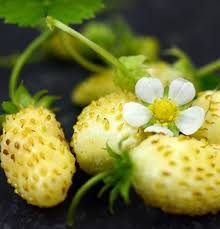 Fragaria vesca var. semperflorens White Delight  I  Svenskt namn  :Månadssmultron  I  Krukstorlek   : 11c  I  Förväntad Höjd  :  20 cm  I  Blomningstid :  juni-sept - 2