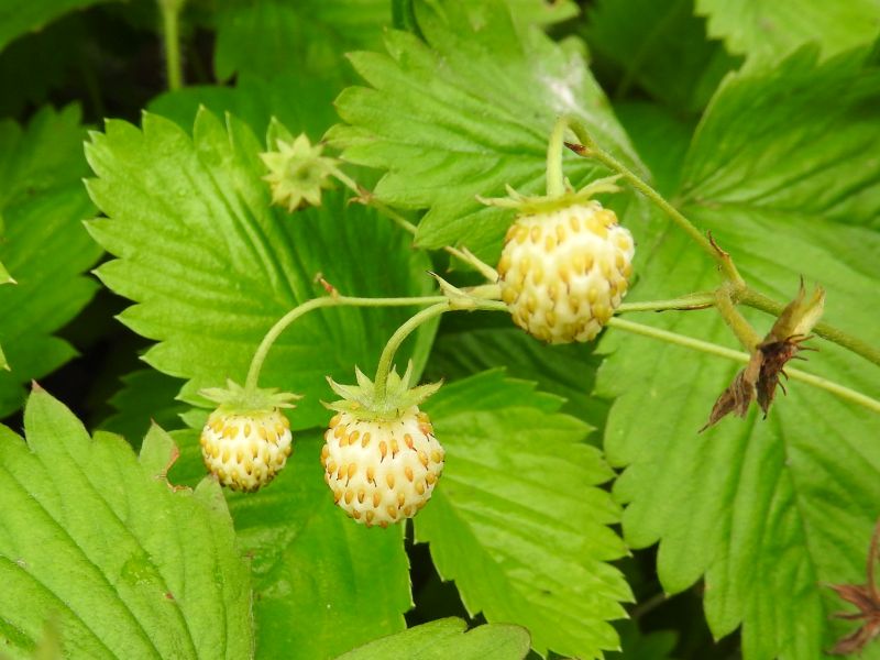 Fragaria vesca var. semperflorens White Delight  I  Svenskt namn  :Månadssmultron  I  Krukstorlek   : 11c  I  Förväntad Höjd  :  20 cm  I  Blomningstid :  juni-sept - 3