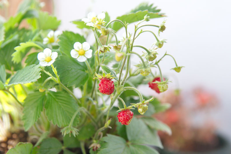 Fragaria vesca var. vesca  I  Svenskt namn  :Smultron  I  Krukstorlek   : 11c  I  Förväntad Höjd  :  15 cm  I  Blomningstid :  juni-juli - 3