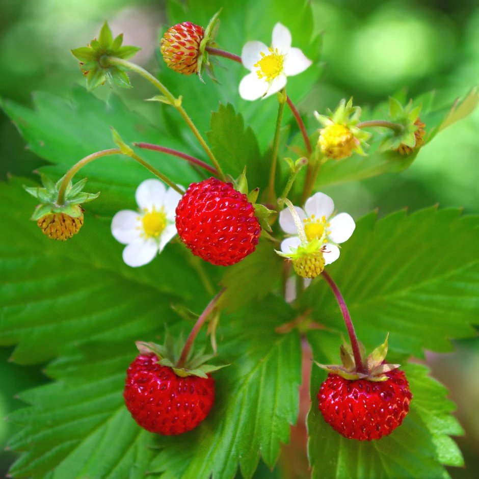 Fragaria vesca var. vesca  I  Svenskt namn  :Smultron  I  Krukstorlek   : 11c  I  Förväntad Höjd  :  15 cm  I  Blomningstid :  juni-juli
