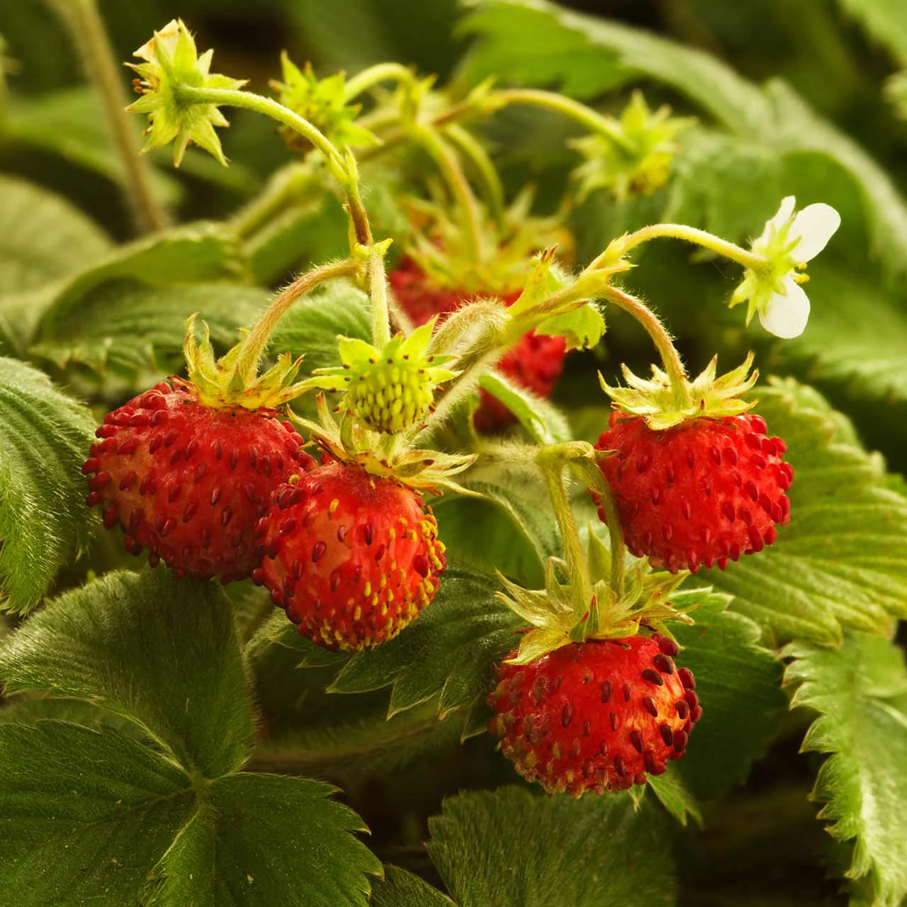 Fragaria vesca var. vesca  I  Svenskt namn  :Smultron  I  Krukstorlek   : 11c  I  Förväntad Höjd  :  15 cm  I  Blomningstid :  juni-juli - 2