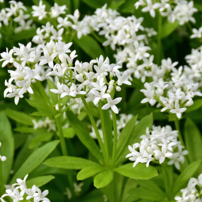 8835  Galium odoratum  I  Svenskt namn  :Myskmadra  I  Krukstorlek   : 11c/P9  I  Förväntad Höjd  :  10 cm  I  Blomningstid :  maj-juni