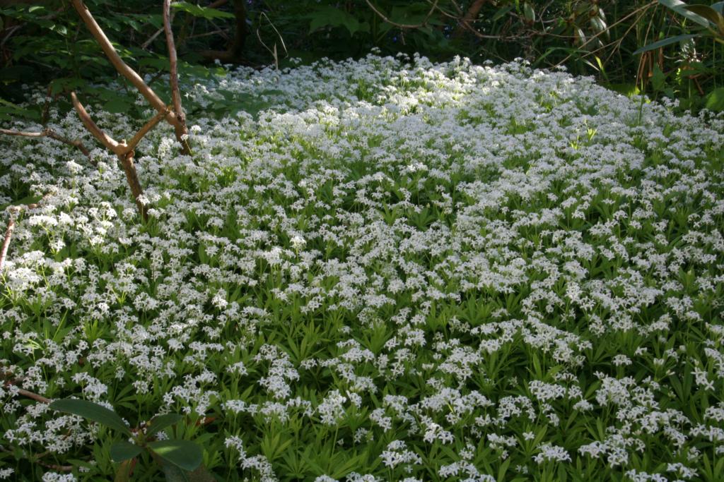 8835  Galium odoratum  I  Svenskt namn  :Myskmadra  I  Krukstorlek   : 11c/P9  I  Förväntad Höjd  :  10 cm  I  Blomningstid :  maj-juni - 2