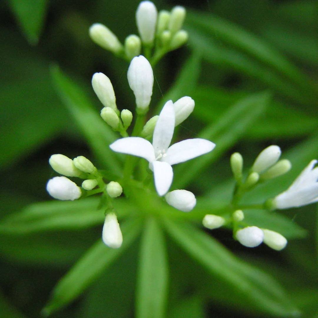 8835  Galium odoratum  I  Svenskt namn  :Myskmadra  I  Krukstorlek   : 11c/P9  I  Förväntad Höjd  :  10 cm  I  Blomningstid :  maj-juni - 3