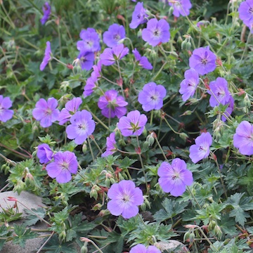 4822  Geranium  ROZANNE® (Gerwat)  I  Svenskt namn  :Trädgårdsnäva  I  Krukstorlek   : SQ1  I  Förväntad Höjd  :  60 cm  I  Blomningstid :  juni-okt