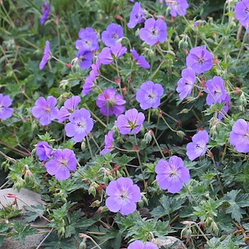 4822  Geranium  ROZANNE® (Gerwat)  I  Svenskt namn  :Trädgårdsnäva  I  Krukstorlek   : SQ1  I  Förväntad Höjd  :  60 cm  I  Blomningstid :  juni-okt
