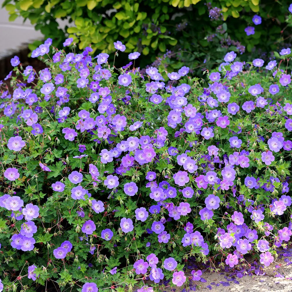 4822  Geranium  ROZANNE® (Gerwat)  I  Svenskt namn  :Trädgårdsnäva  I  Krukstorlek   : SQ1  I  Förväntad Höjd  :  60 cm  I  Blomningstid :  juni-okt - 3