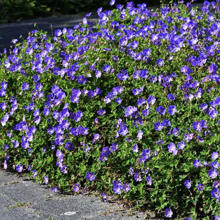 4822  Geranium  ROZANNE® (Gerwat)  I  Svenskt namn  :Trädgårdsnäva  I  Krukstorlek   : SQ1  I  Förväntad Höjd  :  60 cm  I  Blomningstid :  juni-okt - 2