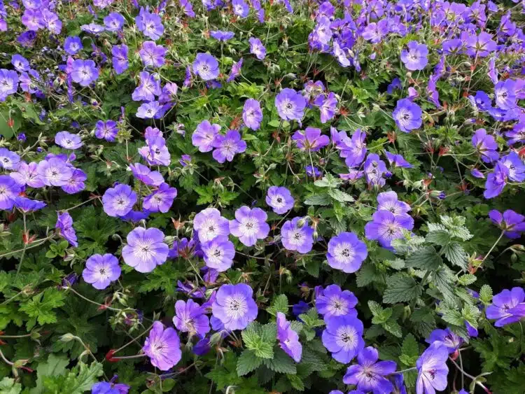 4822  Geranium  ROZANNE® (Gerwat)  I  Svenskt namn  :Trädgårdsnäva  I  Krukstorlek   : SQ1  I  Förväntad Höjd  :  60 cm  I  Blomningstid :  juni-okt - 4