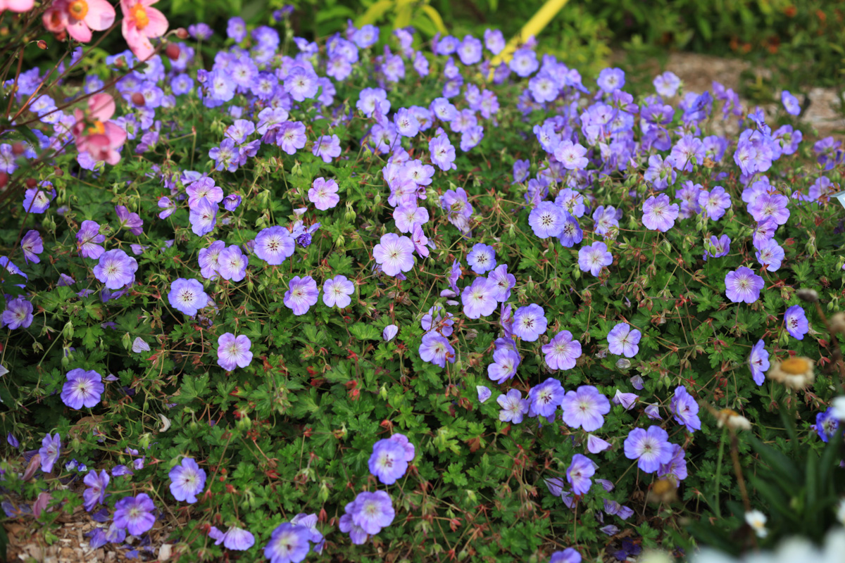 4881  Geranium  Azure Rush  I  Svenskt namn  :Trädgårdsnäva  I  Krukstorlek   : SQ1  I  Förväntad Höjd  :  30 cm  I  Blomningstid :  juni-okt - 2