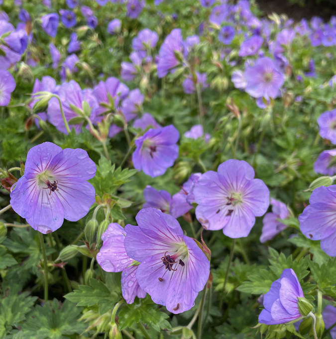 4881  Geranium  Azure Rush  I  Svenskt namn  :Trädgårdsnäva  I  Krukstorlek   : SQ1  I  Förväntad Höjd  :  30 cm  I  Blomningstid :  juni-okt