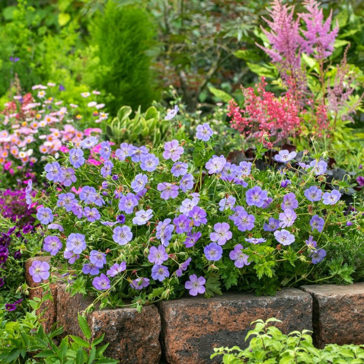 4881  Geranium  Azure Rush  I  Svenskt namn  :Trädgårdsnäva  I  Krukstorlek   : SQ1  I  Förväntad Höjd  :  30 cm  I  Blomningstid :  juni-okt - 3
