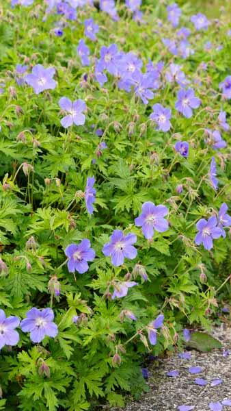4830  Geranium  Johnsons Blue  I  Svenskt namn  :Trädgårdsnäva  I  Krukstorlek   : 11c  I  Förväntad Höjd  :  50 cm  I  Blomningstid :  juni-juli - 3