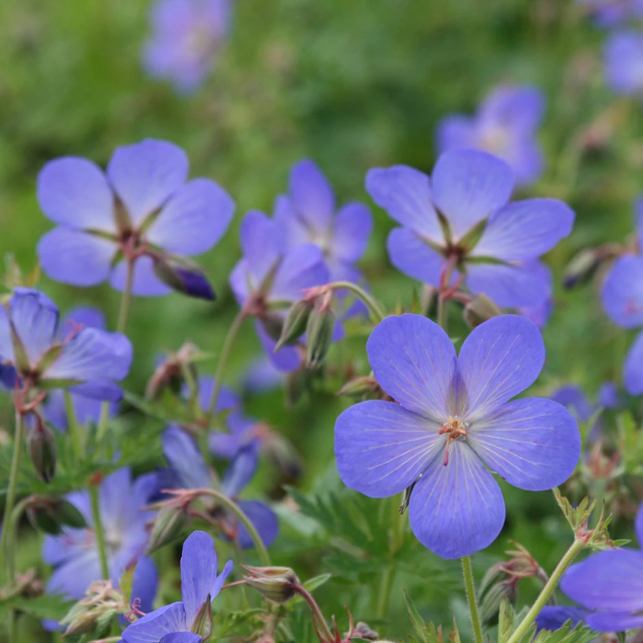 4830  Geranium  Johnsons Blue  I  Svenskt namn  :Trädgårdsnäva  I  Krukstorlek   : 11c  I  Förväntad Höjd  :  50 cm  I  Blomningstid :  juni-juli - 2