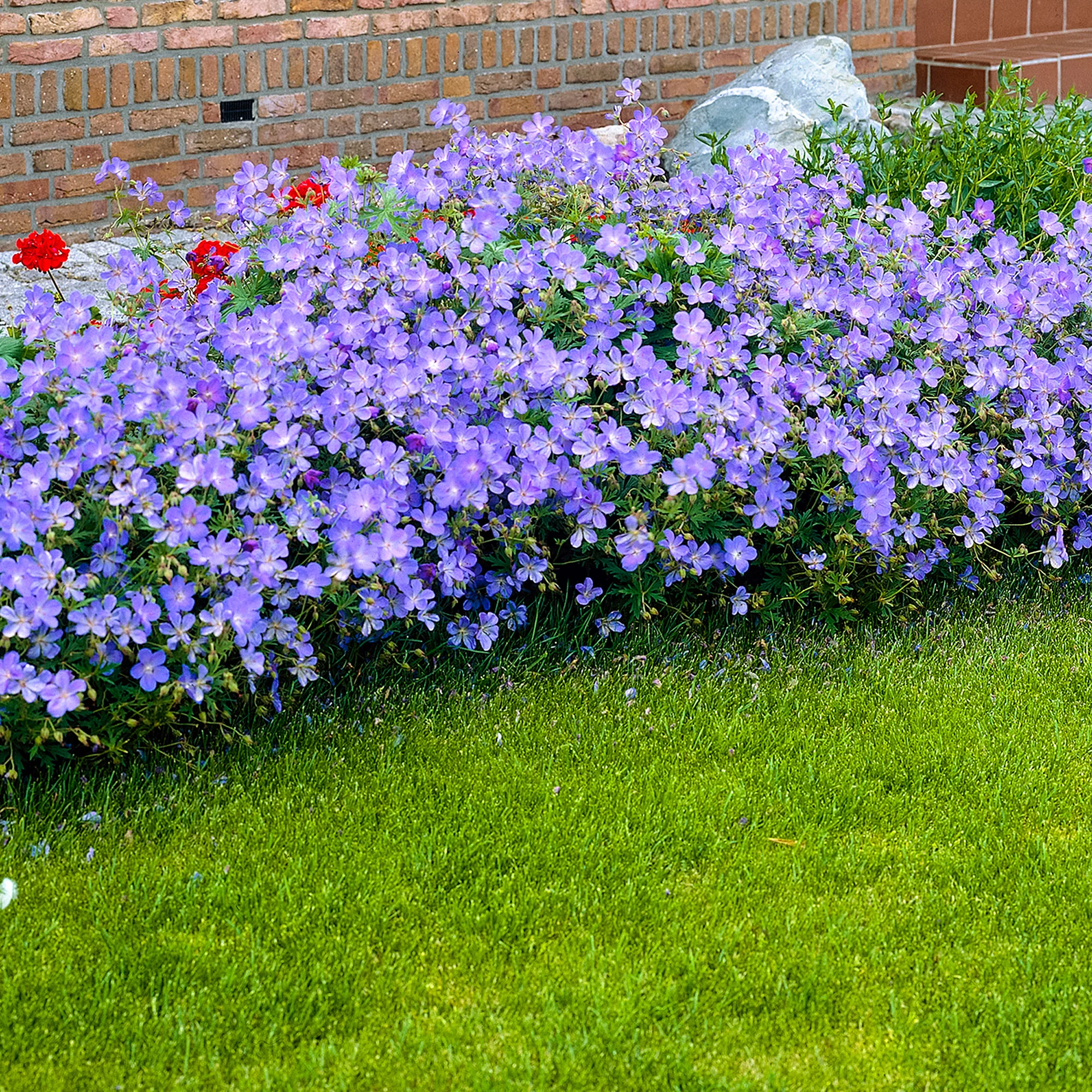 4830  Geranium  Johnsons Blue  I  Svenskt namn  :Trädgårdsnäva  I  Krukstorlek   : 11c  I  Förväntad Höjd  :  50 cm  I  Blomningstid :  juni-juli