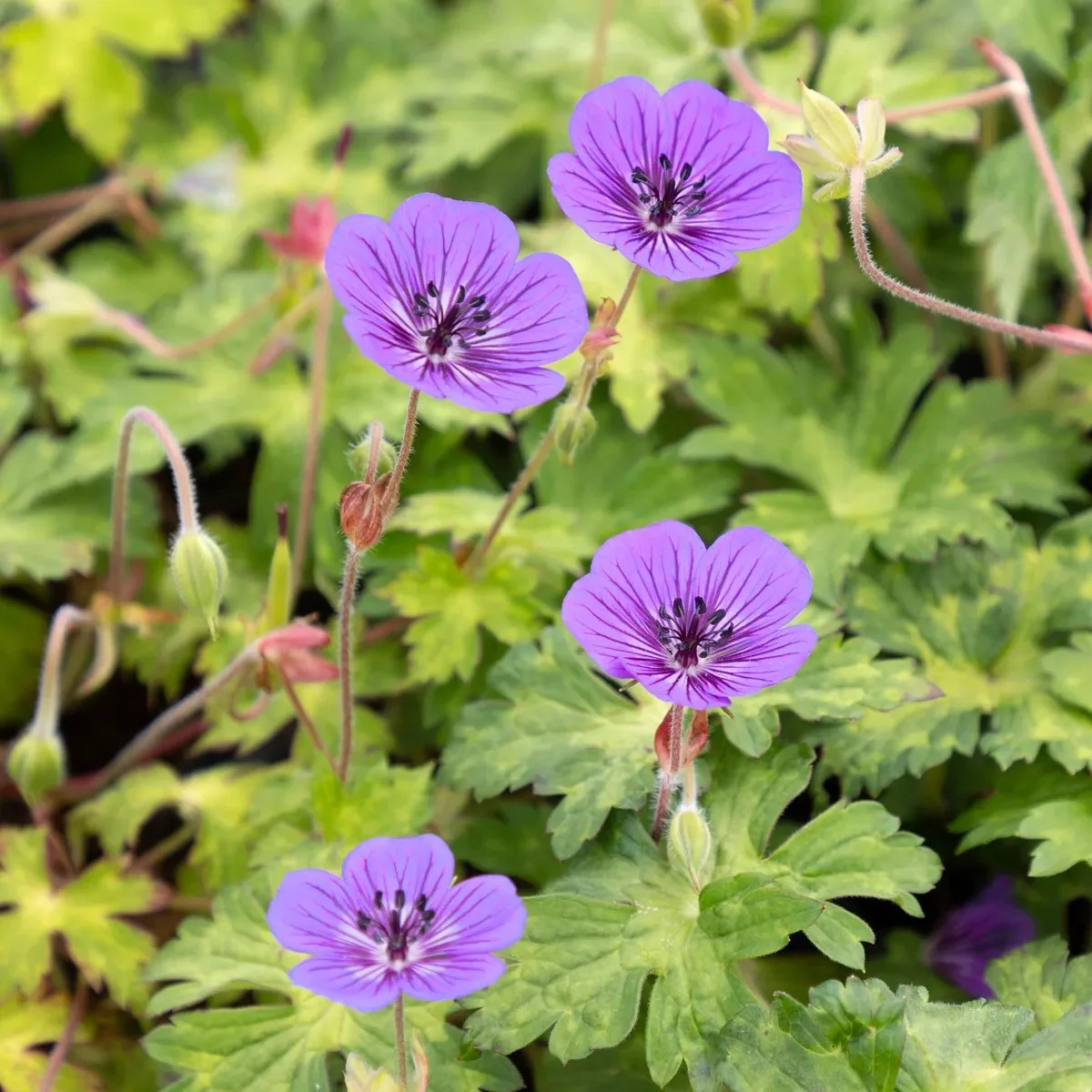 4837 Geranium Mary Anne PBR I Svenskt Namn Tr dg rdsn va I 
