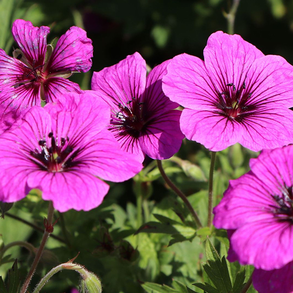4764  Geranium  Matu Vu  I  Svenskt namn  :Trädgårdsnäva  I  Krukstorlek   : SQ1  I  Förväntad Höjd  :  40 cm  I  Blomningstid :  juli-sept - 2