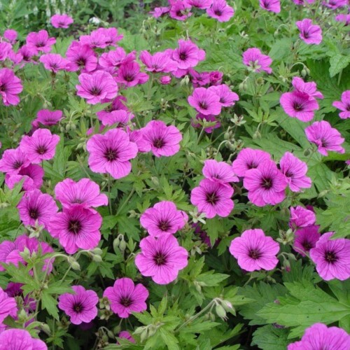 4764  Geranium  Matu Vu  I  Svenskt namn  :Trädgårdsnäva  I  Krukstorlek   : SQ1  I  Förväntad Höjd  :  40 cm  I  Blomningstid :  juli-sept
