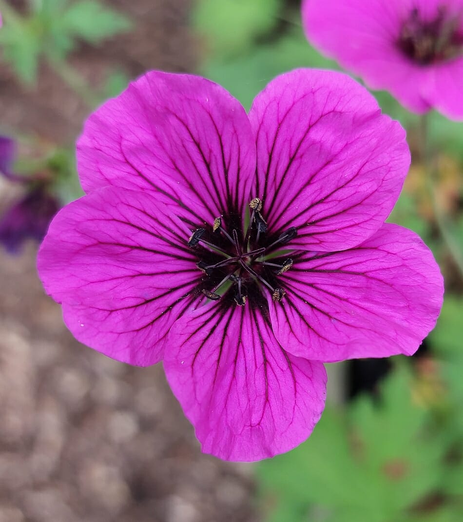 4764  Geranium  Matu Vu  I  Svenskt namn  :Trädgårdsnäva  I  Krukstorlek   : SQ1  I  Förväntad Höjd  :  40 cm  I  Blomningstid :  juli-sept - 3