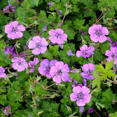 4885  Geranium  Sylvias Surprise (PBR)  I  Svenskt namn  :Trädgårdsnäva  I  Krukstorlek   : SQ1  I  Förväntad Höjd  :  40 cm  I  Blomningstid :  juni-okt
