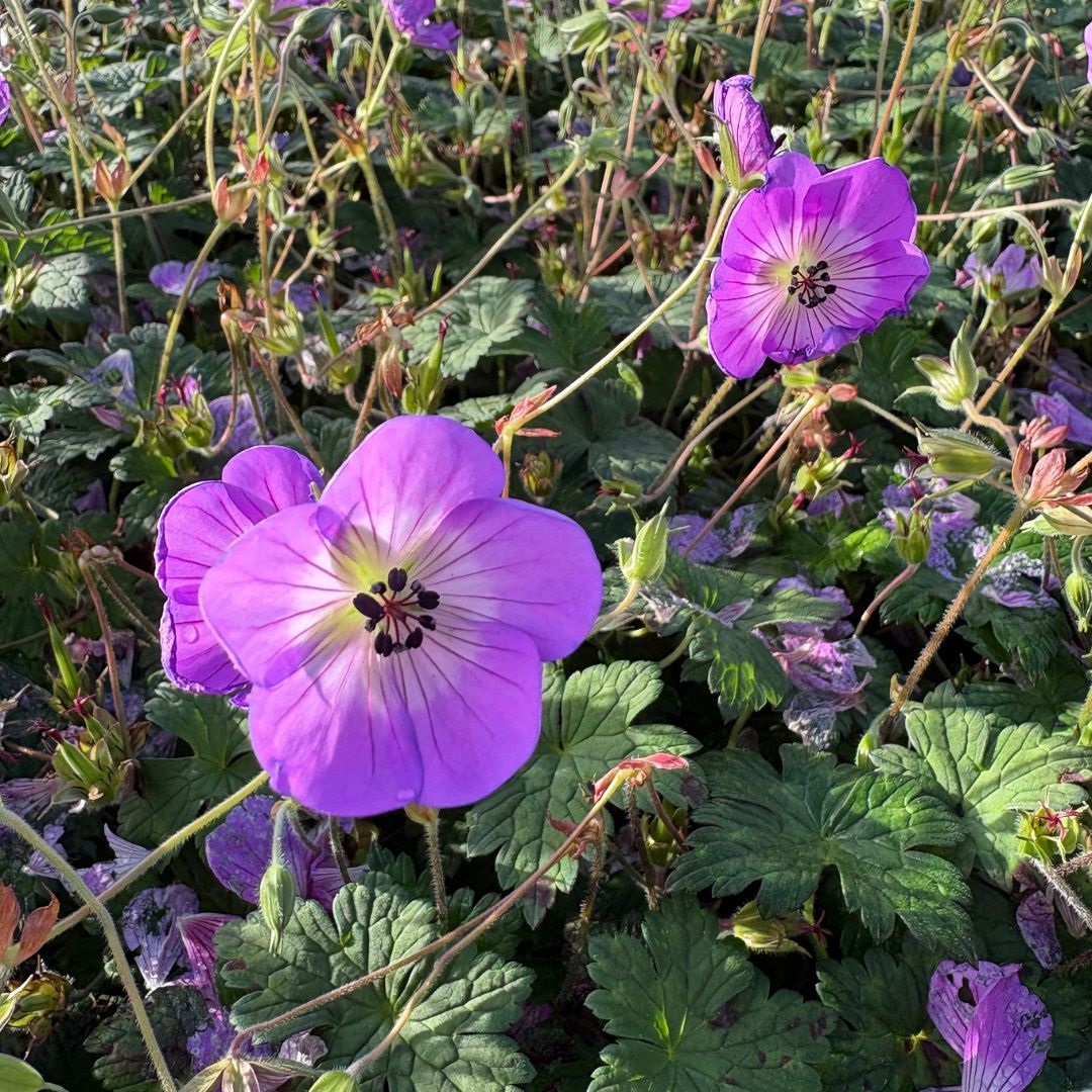 4885  Geranium  Sylvias Surprise (PBR)  I  Svenskt namn  :Trädgårdsnäva  I  Krukstorlek   : SQ1  I  Förväntad Höjd  :  40 cm  I  Blomningstid :  juni-okt - 3