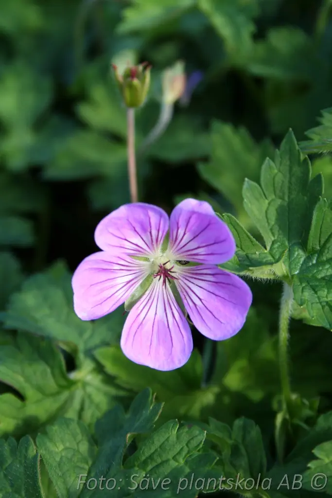4885  Geranium  Sylvias Surprise (PBR)  I  Svenskt namn  :Trädgårdsnäva  I  Krukstorlek   : SQ1  I  Förväntad Höjd  :  40 cm  I  Blomningstid :  juni-okt - 2