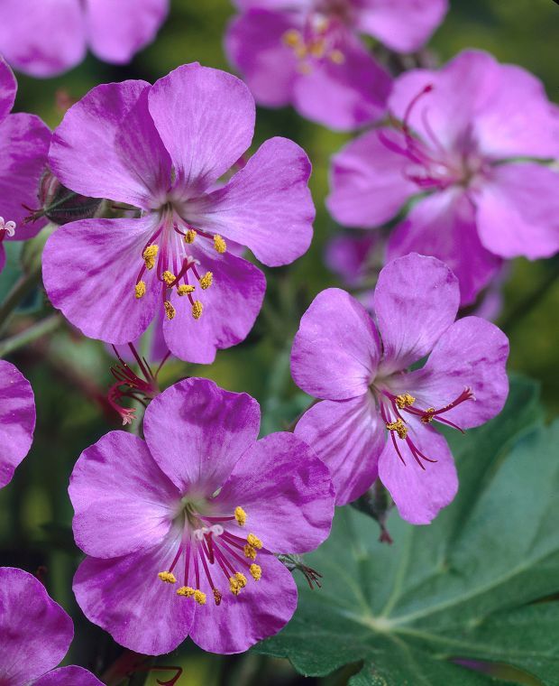 4784  Geranium cantabrigiense  Karmina  I  Svenskt namn  :Liten flocknäva  I  Krukstorlek   : 11c/P9  I  Förväntad Höjd  :  20 cm  I  Blomningstid :  maj-juni - 3