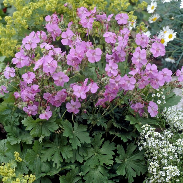 4784  Geranium cantabrigiense  Karmina  I  Svenskt namn  :Liten flocknäva  I  Krukstorlek   : 11c/P9  I  Förväntad Höjd  :  20 cm  I  Blomningstid :  maj-juni
