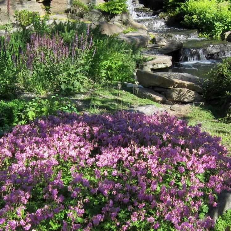 4784  Geranium cantabrigiense  Karmina  I  Svenskt namn  :Liten flocknäva  I  Krukstorlek   : 11c/P9  I  Förväntad Höjd  :  20 cm  I  Blomningstid :  maj-juni - 2