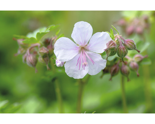 4787  Geranium cantabrigiense  St Ola  I  Svenskt namn  :Liten flocknäva  I  Krukstorlek   : 11c  I  Förväntad Höjd  :  20 cm  I  Blomningstid :  maj-juni - 3