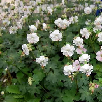 4787  Geranium cantabrigiense  St Ola  I  Svenskt namn  :Liten flocknäva  I  Krukstorlek   : 11c  I  Förväntad Höjd  :  20 cm  I  Blomningstid :  maj-juni