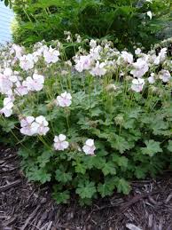 4787  Geranium cantabrigiense  St Ola  I  Svenskt namn  :Liten flocknäva  I  Krukstorlek   : 11c  I  Förväntad Höjd  :  20 cm  I  Blomningstid :  maj-juni - 2