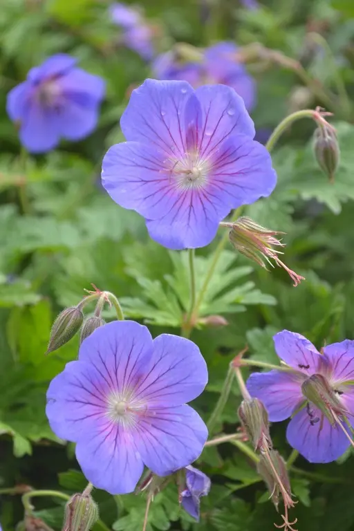 4819  Geranium himalayense  I  Svenskt namn  :Praktnäva  I  Krukstorlek   : P9  I  Förväntad Höjd  :  40 cm  I  Blomningstid :  juni-juli - 3