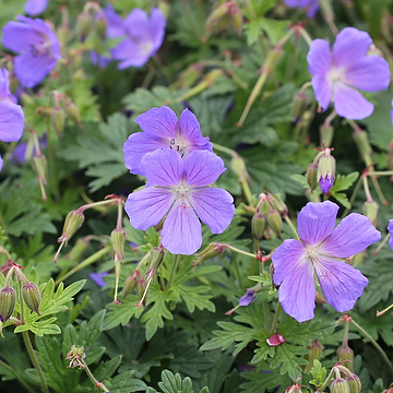 4819  Geranium himalayense  I  Svenskt namn  :Praktnäva  I  Krukstorlek   : P9  I  Förväntad Höjd  :  40 cm  I  Blomningstid :  juni-juli