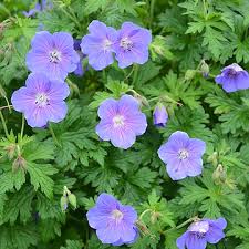 4819  Geranium himalayense  I  Svenskt namn  :Praktnäva  I  Krukstorlek   : P9  I  Förväntad Höjd  :  40 cm  I  Blomningstid :  juni-juli - 2