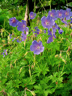 4820  Geranium himalayense  Gravetye  I  Svenskt namn  :Praktnäva  I  Krukstorlek   : 11c  I  Förväntad Höjd  :  40 cm  I  Blomningstid :  juni-juli - 4