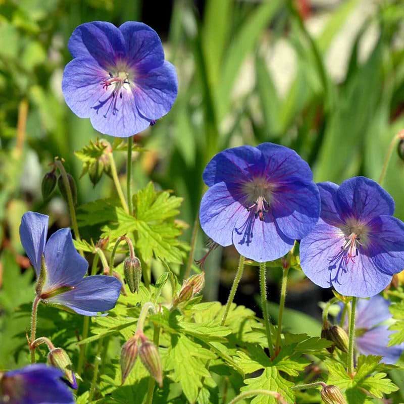 4820  Geranium himalayense  Gravetye  I  Svenskt namn  :Praktnäva  I  Krukstorlek   : 11c  I  Förväntad Höjd  :  40 cm  I  Blomningstid :  juni-juli - 3