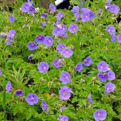 4820  Geranium himalayense  Gravetye  I  Svenskt namn  :Praktnäva  I  Krukstorlek   : 11c  I  Förväntad Höjd  :  40 cm  I  Blomningstid :  juni-juli - 2