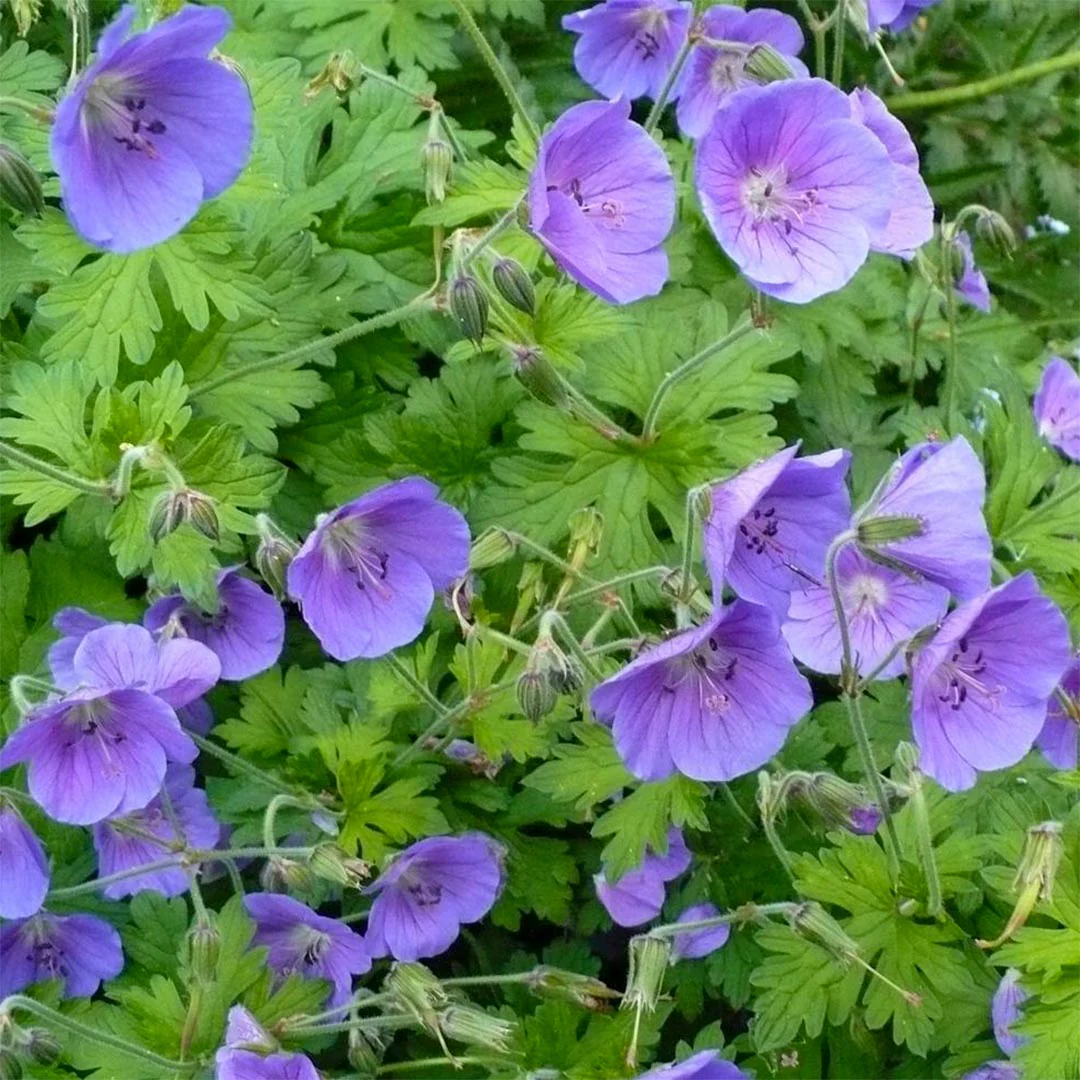 4820  Geranium himalayense  Gravetye  I  Svenskt namn  :Praktnäva  I  Krukstorlek   : 11c  I  Förväntad Höjd  :  40 cm  I  Blomningstid :  juni-juli