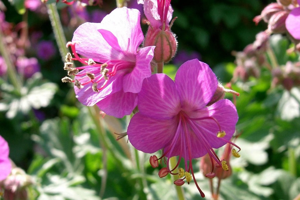 4838  Geranium macrorrhizum  Bevans Variety  I  Svenskt namn  :Flocknäva  I  Krukstorlek   : 11c  I  Förväntad Höjd  :  40 cm  I  Blomningstid :  juni-juli - 4
