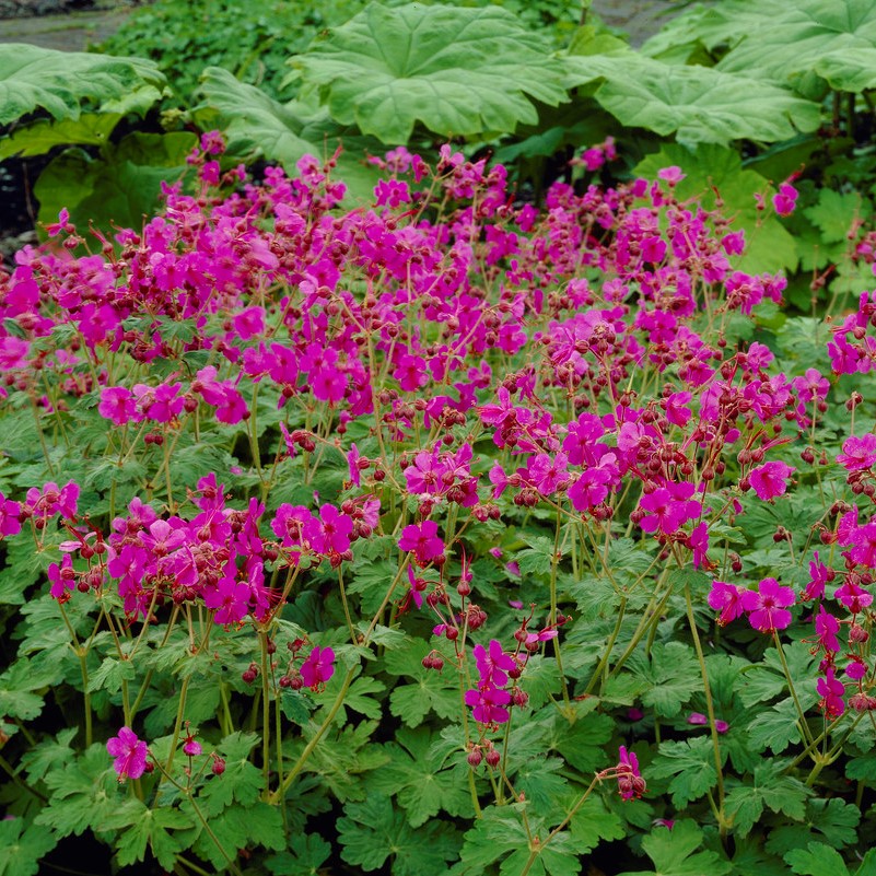 4838  Geranium macrorrhizum  Bevans Variety  I  Svenskt namn  :Flocknäva  I  Krukstorlek   : 11c  I  Förväntad Höjd  :  40 cm  I  Blomningstid :  juni-juli