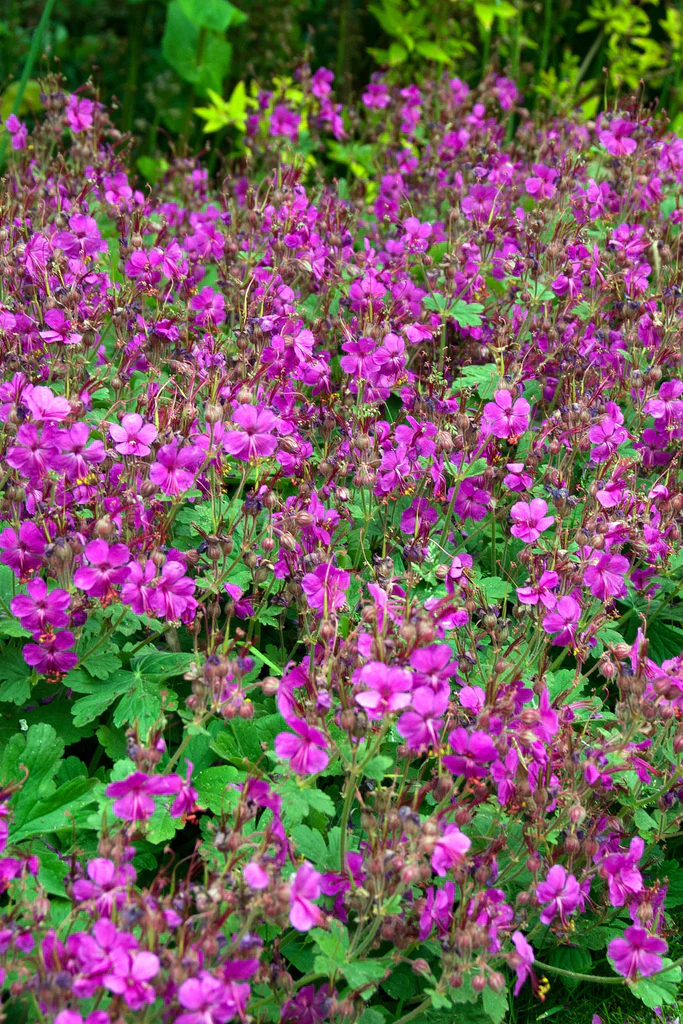 4838  Geranium macrorrhizum  Bevans Variety  I  Svenskt namn  :Flocknäva  I  Krukstorlek   : 11c  I  Förväntad Höjd  :  40 cm  I  Blomningstid :  juni-juli - 3