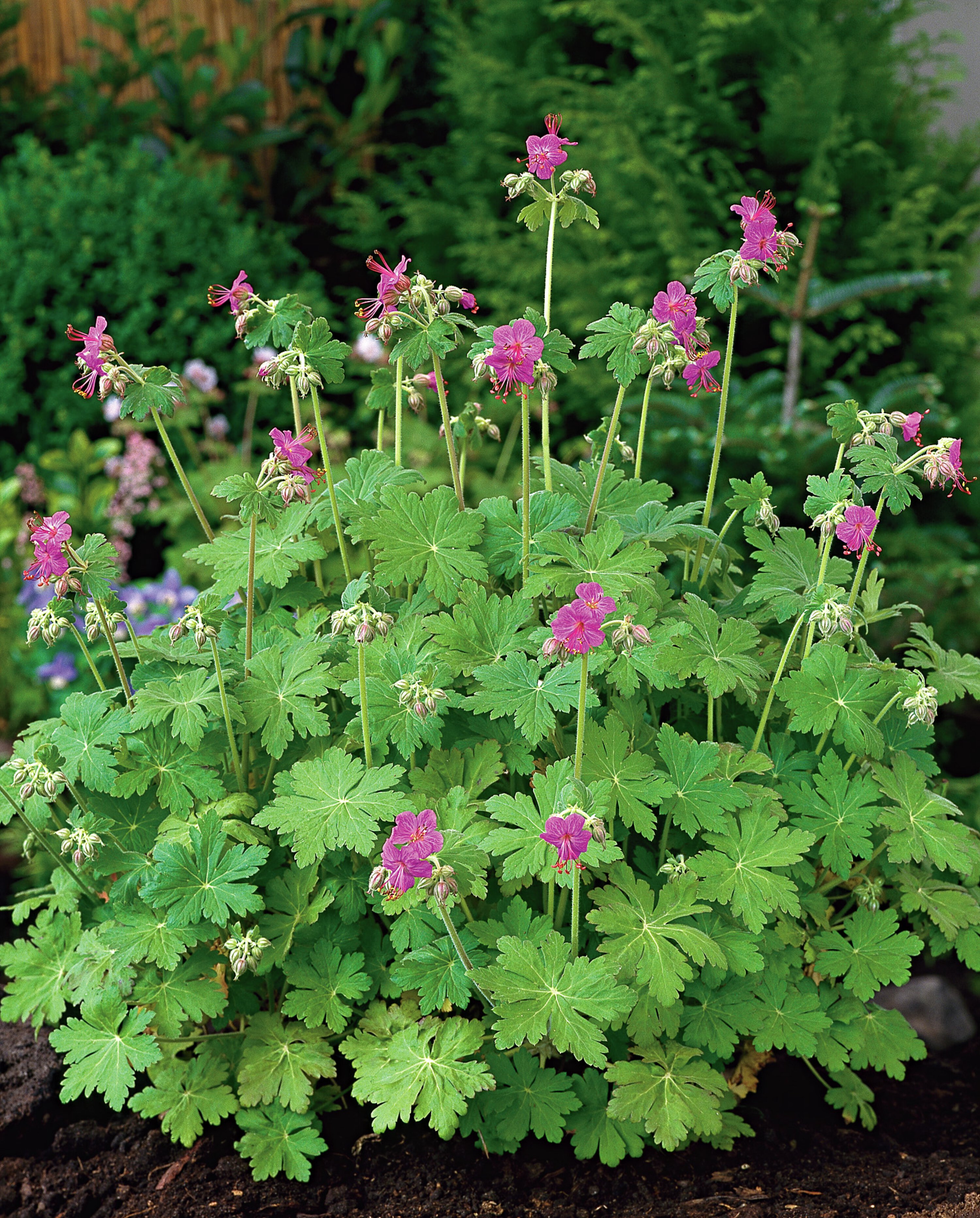 4838  Geranium macrorrhizum  Bevans Variety  I  Svenskt namn  :Flocknäva  I  Krukstorlek   : 11c  I  Förväntad Höjd  :  40 cm  I  Blomningstid :  juni-juli - 2