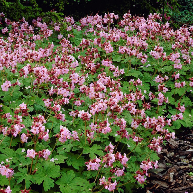 4840  Geranium macrorrhizum  Ingwersens Variety  I  Svenskt namn  :Flocknäva  I  Krukstorlek   : 11c/P9  I  Förväntad Höjd  :  40 cm  I  Blomningstid :  juni-juli - 2