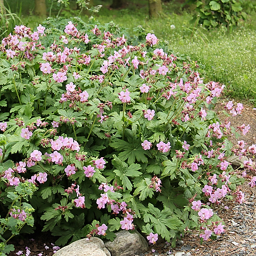 4840  Geranium macrorrhizum  Ingwersens Variety  I  Svenskt namn  :Flocknäva  I  Krukstorlek   : 11c/P9  I  Förväntad Höjd  :  40 cm  I  Blomningstid :  juni-juli