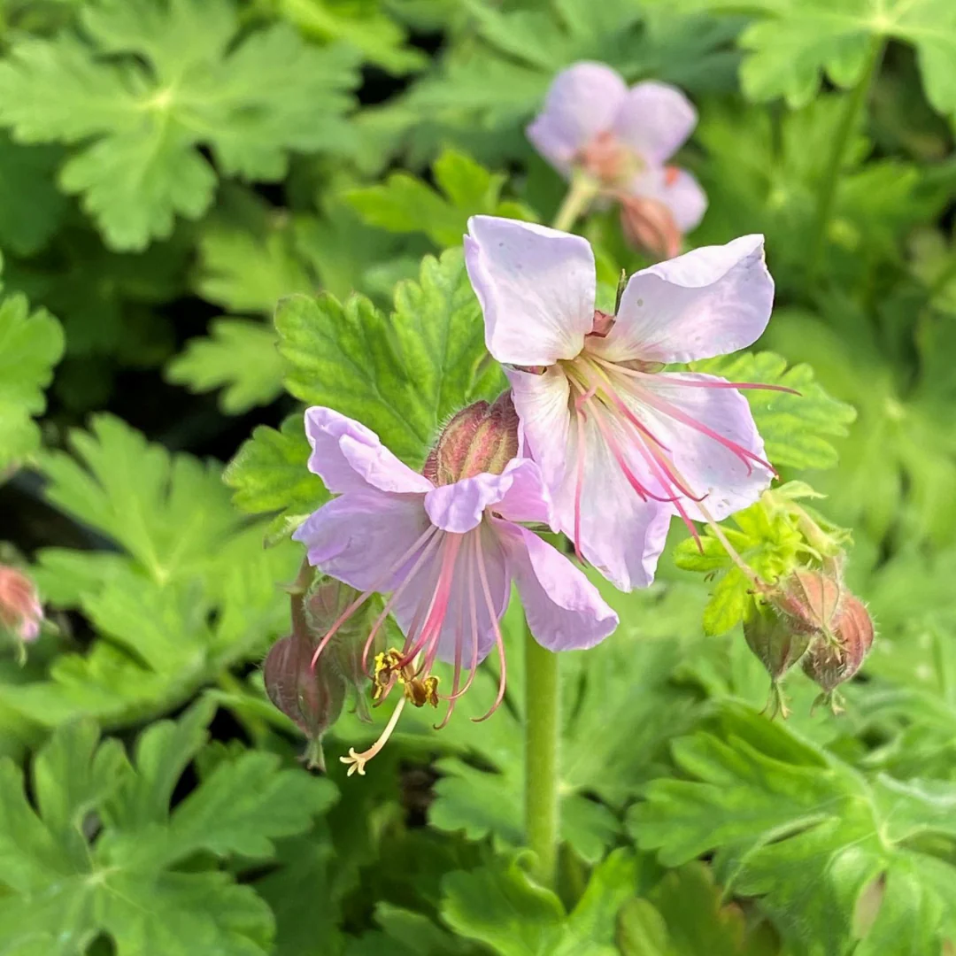 4840  Geranium macrorrhizum  Ingwersens Variety  I  Svenskt namn  :Flocknäva  I  Krukstorlek   : 11c/P9  I  Förväntad Höjd  :  40 cm  I  Blomningstid :  juni-juli - 3