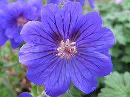 4835  Geranium magnificum Rosemoor  I  Svenskt namn  :Kungsnäva  I  Krukstorlek   : 11c/P9  I  Förväntad Höjd  :  60 cm  I  Blomningstid :  juli-aug - 3