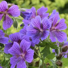 4835  Geranium magnificum Rosemoor  I  Svenskt namn  :Kungsnäva  I  Krukstorlek   : 11c/P9  I  Förväntad Höjd  :  60 cm  I  Blomningstid :  juli-aug - 2